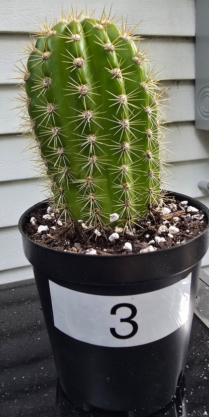 Grandiflora Trichosereus Sun Goddess Cactus Fully Rooted | Five Options