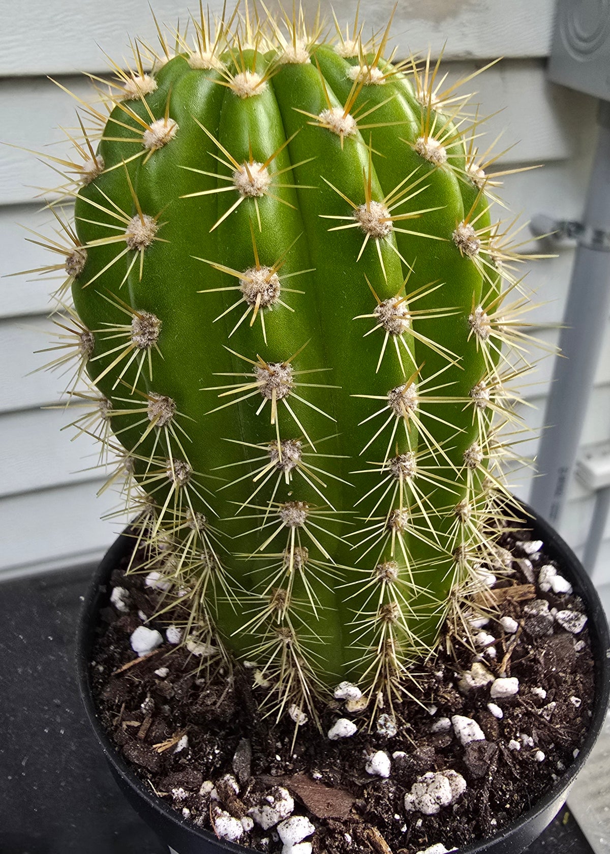 Grandiflora Trichosereus Sun Goddess Cactus Fully Rooted | Five Options