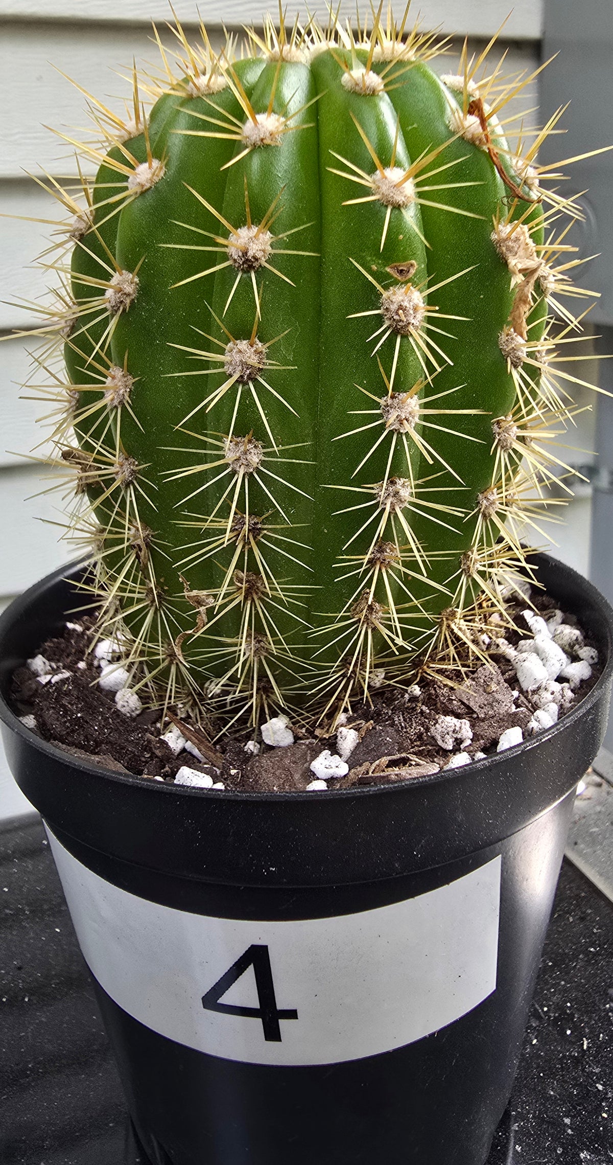 Grandiflora Trichosereus Sun Goddess Cactus Fully Rooted | Five Options