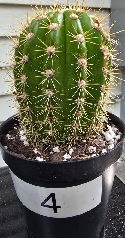 Grandiflora Trichosereus Sun Goddess Cactus Fully Rooted | Five Options
