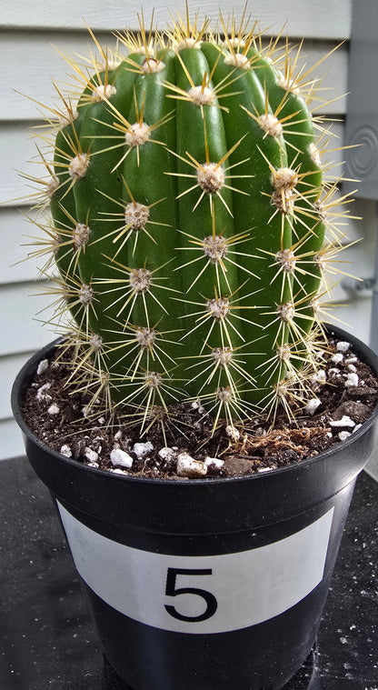 Grandiflora Trichosereus Sun Goddess Cactus Fully Rooted | Five Options