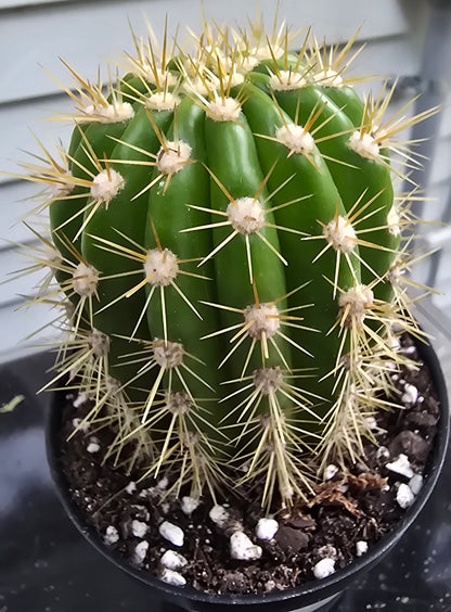 Grandiflora Trichosereus Sun Goddess Cactus Fully Rooted | Five Options