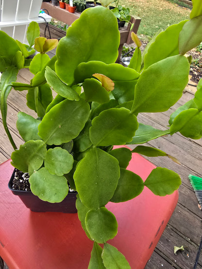 Rhipsalis Pachyptera "Rhombea" Mature Live Plant