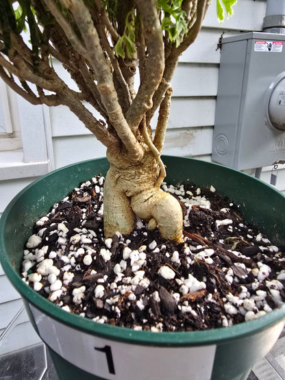 Ming Aralia Variegated | Bonsai | Polyscias Fruticosa | Live Plant In 6" Pot