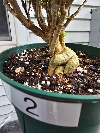 Ming Aralia Variegated | Bonsai | Polyscias Fruticosa | Live Plant In 6" Pot