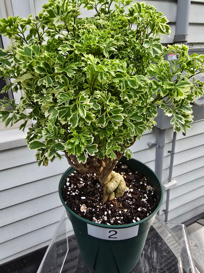 Ming Aralia Variegated | Bonsai | Polyscias Fruticosa | Live Plant In 6" Pot