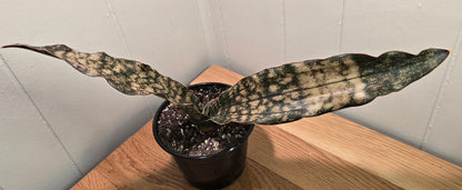 Sansevieria Dracaena "Coppertone" Snake Plant | 18"Wide Tip2Tip | Ship Bare Root