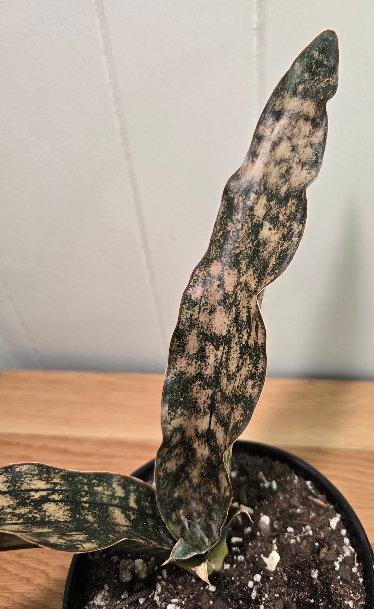 Sansevieria Dracaena "Coppertone" Snake Plant | 18"Wide Tip2Tip | Ship Bare Root