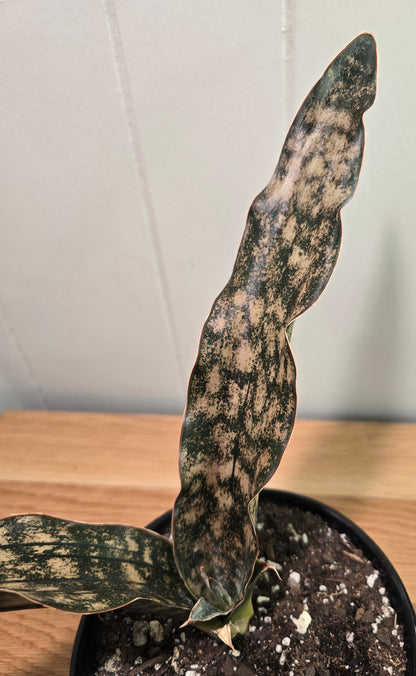 Sansevieria Dracaena "Coppertone" Snake Plant | 18"Wide Tip2Tip | Ship Bare Root