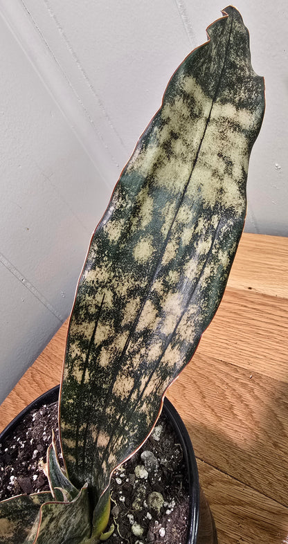 Sansevieria Dracaena "Coppertone" Snake Plant | 18"Wide Tip2Tip | Ship Bare Root
