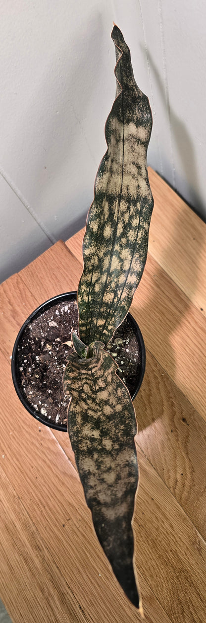 Sansevieria Dracaena "Coppertone" Snake Plant | 18"Wide Tip2Tip | Ship Bare Root