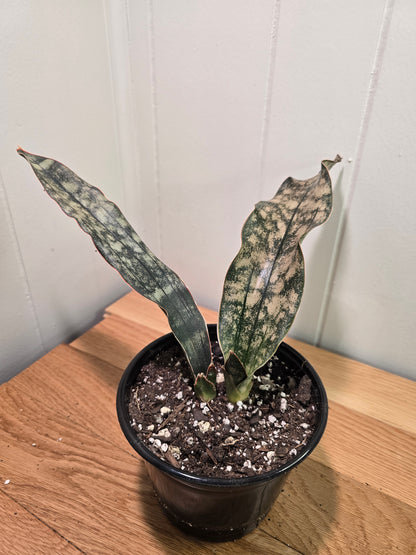 Sansevieria Dracaena "Coppertone" Snake Plant | 11" & 12" Leafs | Ship Bare Root