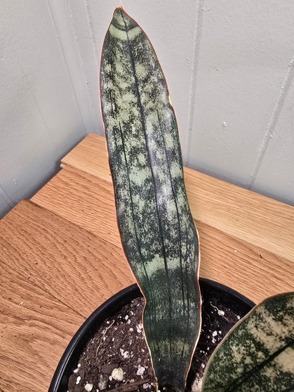Sansevieria Dracaena "Coppertone" Snake Plant | 11" & 12" Leafs | Ship Bare Root