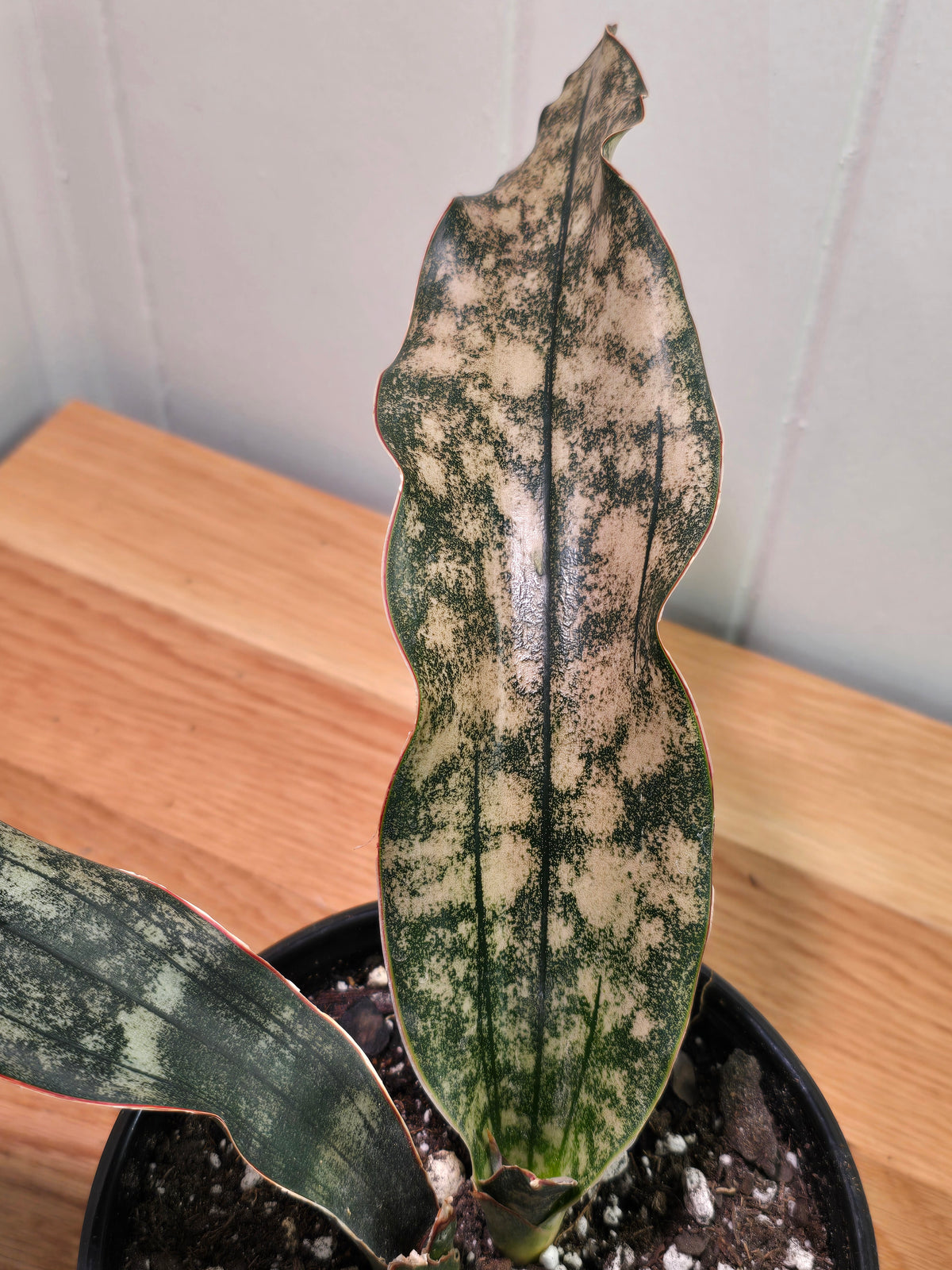 Sansevieria Dracaena "Coppertone" Snake Plant | 11" & 12" Leafs | Ship Bare Root