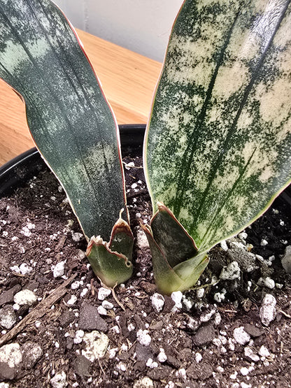 Sansevieria Dracaena "Coppertone" Snake Plant | 11" & 12" Leafs | Ship Bare Root