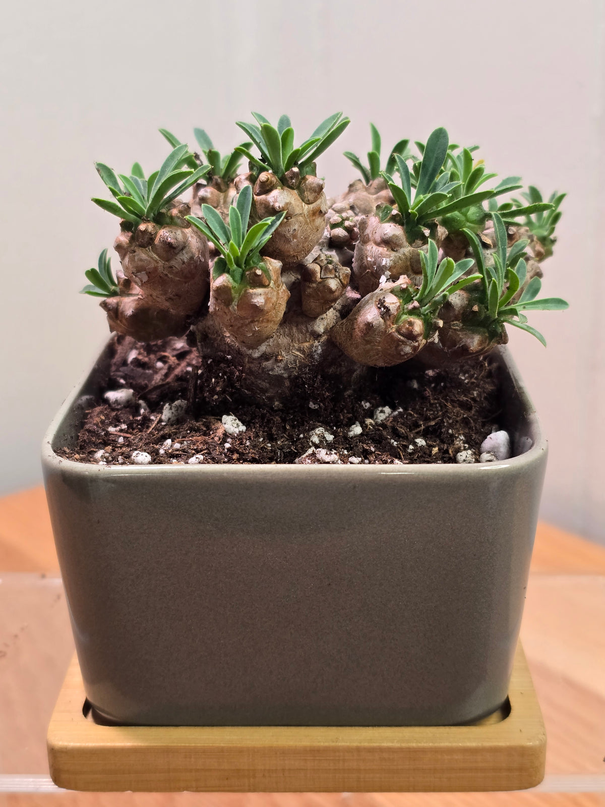 Euphorbia Japonica Small Cluster | Live RARE Plant | With Square Pot and Saucer
