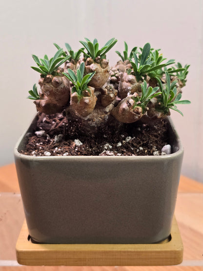 Euphorbia Japonica Small Cluster | Live RARE Plant | With Square Pot and Saucer