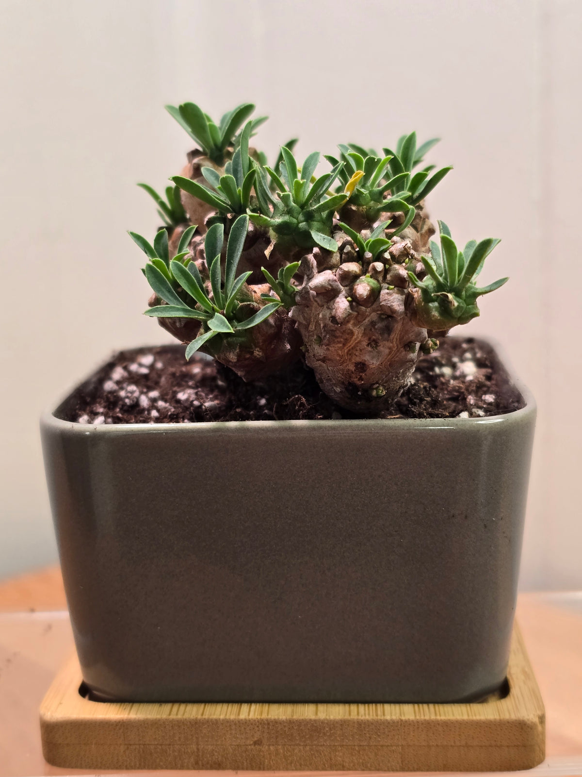 Euphorbia Japonica Small Cluster | Live RARE Plant | With Square Pot and Saucer