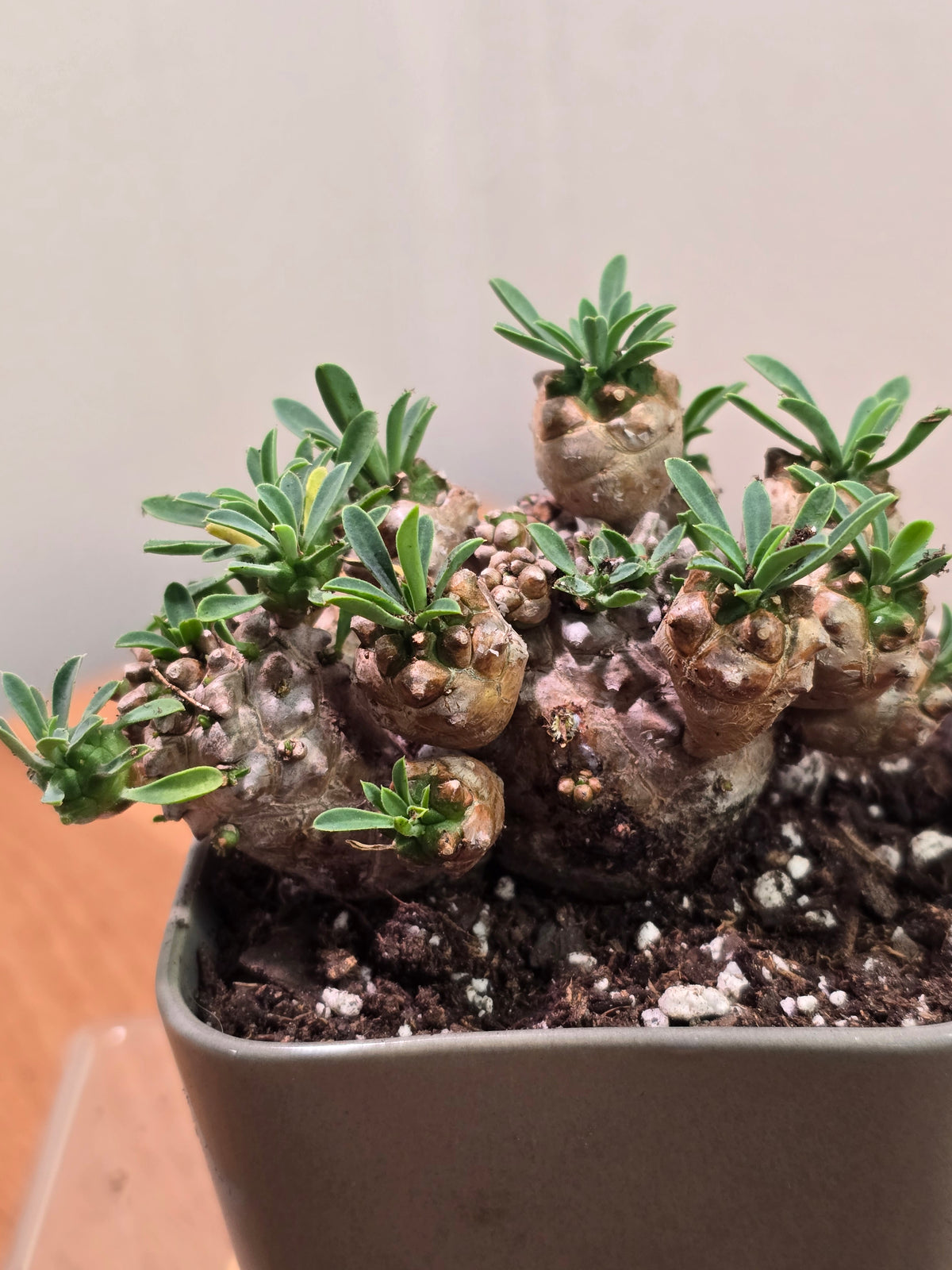 Euphorbia Japonica Small Cluster | Live RARE Plant | With Square Pot and Saucer