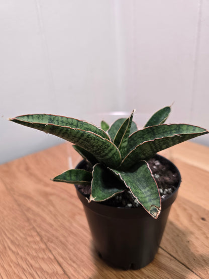 Sansevieria Dracaena "Lady Gaga" RARE Hybrid Variety in 3.5" Pot