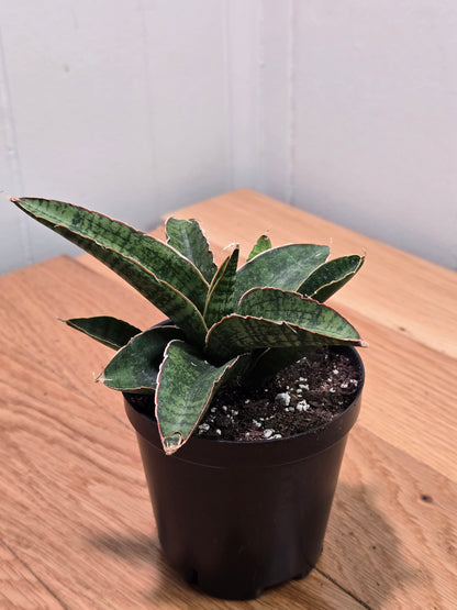 Sansevieria Dracaena "Lady Gaga" RARE Hybrid Variety in 3.5" Pot