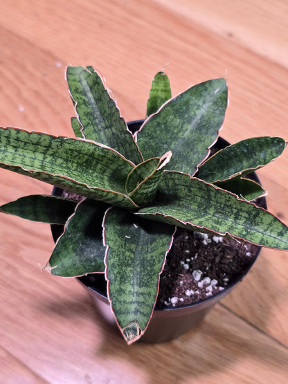 Sansevieria Dracaena "Lady Gaga" RARE Hybrid Variety in 3.5" Pot