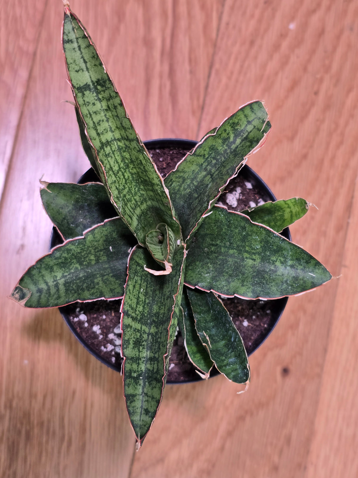 Sansevieria Dracaena "Lady Gaga" RARE Hybrid Variety in 3.5" Pot