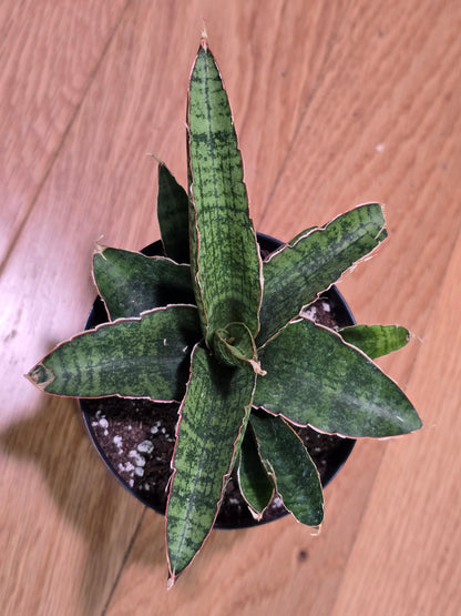 Sansevieria Dracaena "Lady Gaga" RARE Hybrid Variety in 3.5" Pot