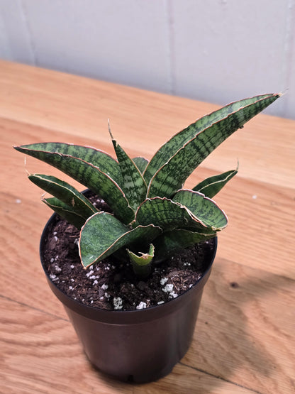 Sansevieria Dracaena "Lady Gaga" RARE Hybrid Variety in 3.5" Pot