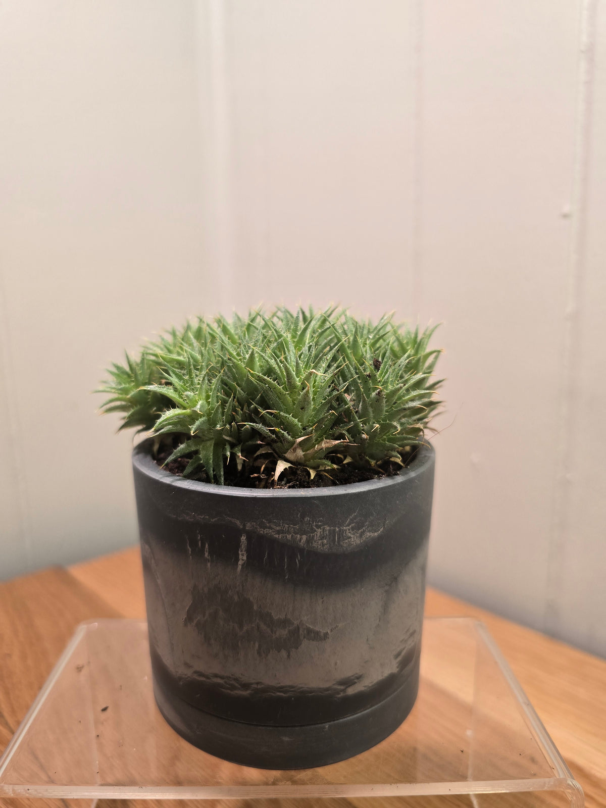 Deuterocohnia Brevifolia Argentina Ball RARE in 3.5" Gray Kanso Pot w/ Saucer