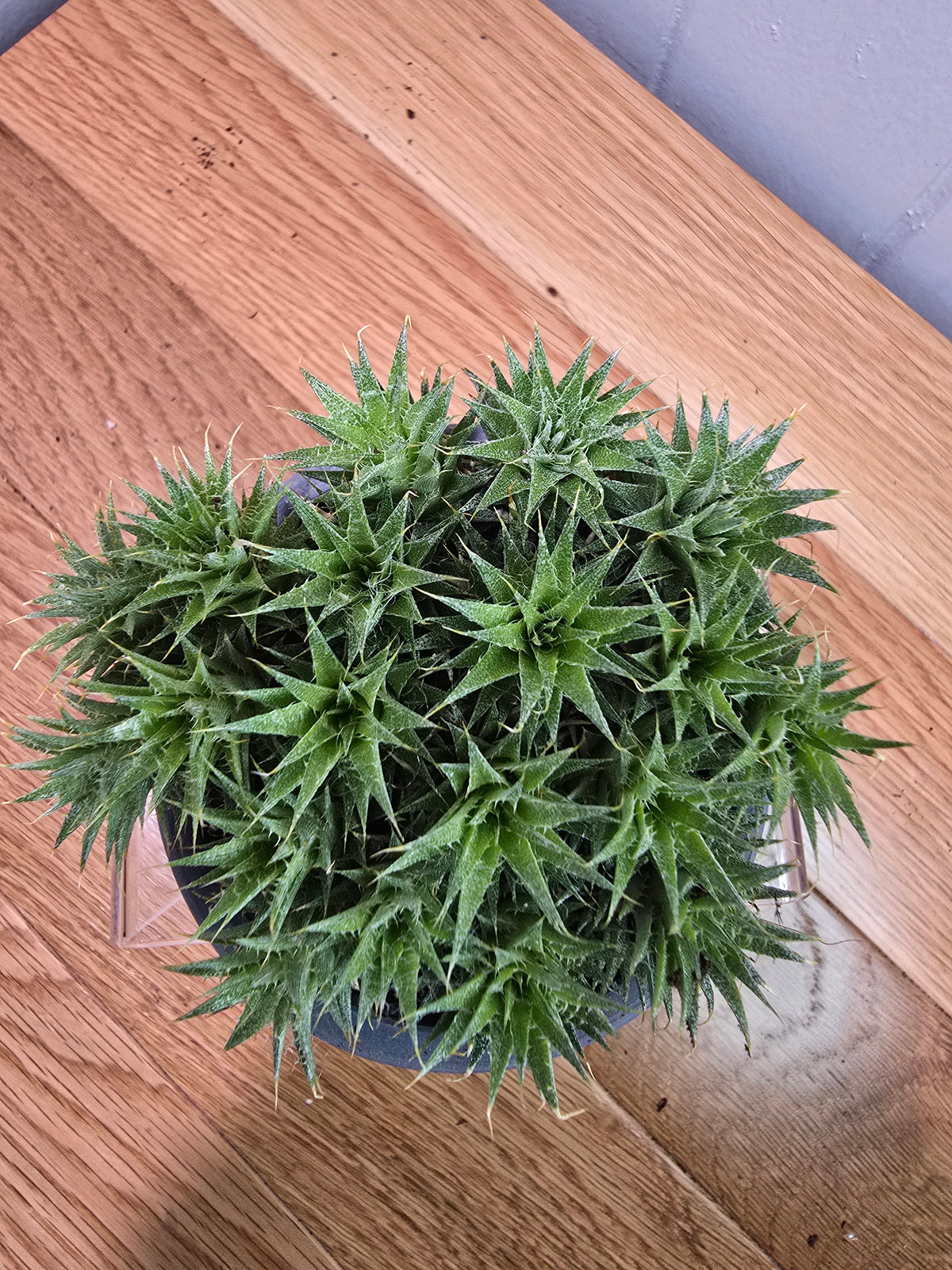 Deuterocohnia Brevifolia Argentina Ball RARE in 3.5" Gray Kanso Pot w/ Saucer
