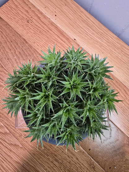 Deuterocohnia Brevifolia Argentina Ball RARE in 3.5" Gray Kanso Pot w/ Saucer