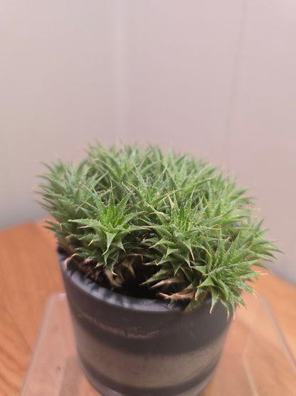 Deuterocohnia Brevifolia Argentina Ball RARE in 3.5" Gray Kanso Pot w/ Saucer