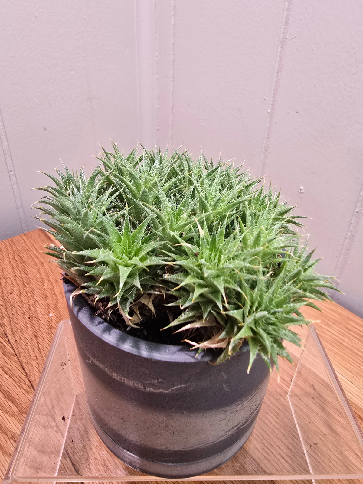 Deuterocohnia Brevifolia Argentina Ball RARE in 3.5" Gray Kanso Pot w/ Saucer