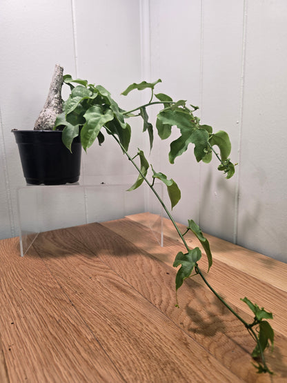 Adenia Viridiflora Craib Tree Bulb | RARE Caudex | Ideal for Bonsai | USA Seller
