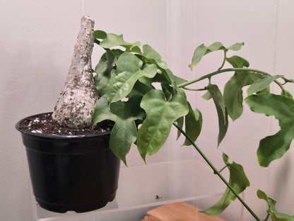 Adenia Viridiflora Craib Tree Bulb | RARE Caudex | Ideal for Bonsai | USA Seller