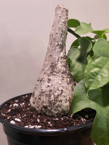 Adenia Viridiflora Craib Tree Bulb | RARE Caudex | Ideal for Bonsai | USA Seller