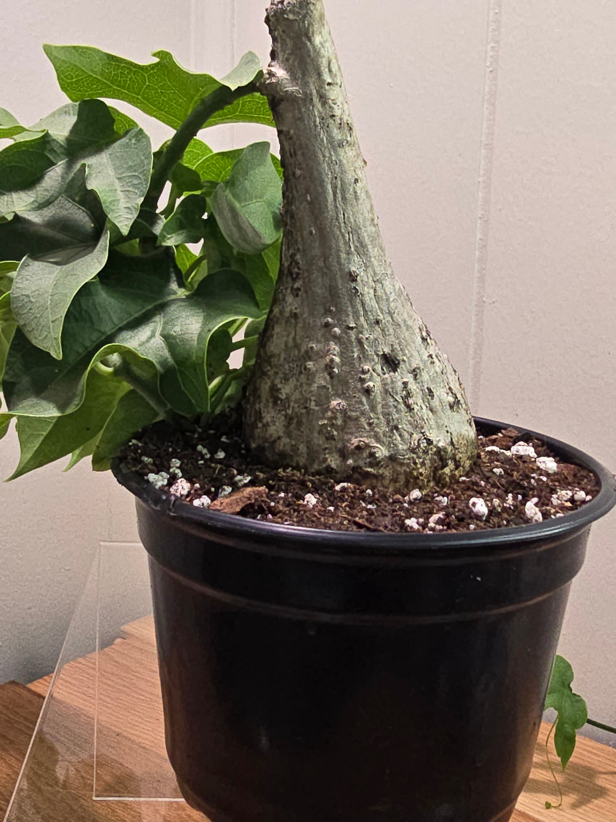 Adenia Viridiflora Craib Tree Bulb | RARE Caudex | Ideal for Bonsai | USA Seller