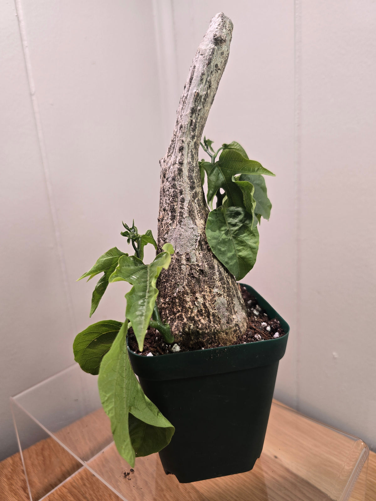 Adenia Viridiflora Craib Tree Bulb | RARE Caudex | Ideal for Bonsai | USA Seller