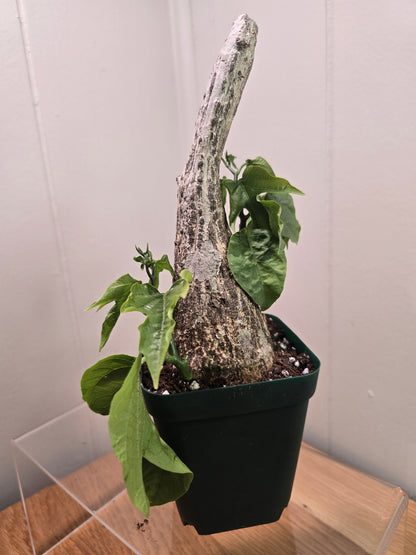 Adenia Viridiflora Craib Tree Bulb | RARE Caudex | Ideal for Bonsai | USA Seller