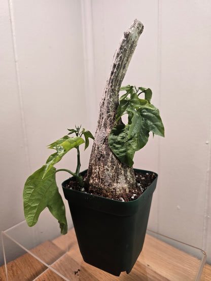 Adenia Viridiflora Craib Tree Bulb | RARE Caudex | Ideal for Bonsai | USA Seller