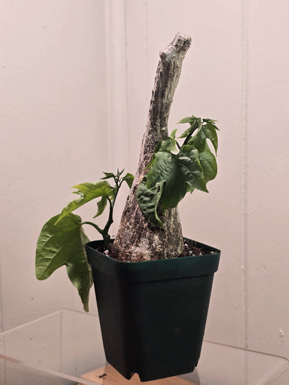 Adenia Viridiflora Craib Tree Bulb | RARE Caudex | Ideal for Bonsai | USA Seller