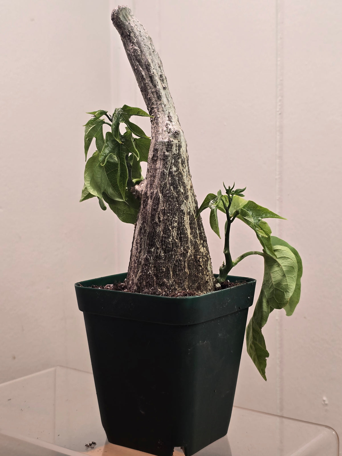 Adenia Viridiflora Craib Tree Bulb | RARE Caudex | Ideal for Bonsai | USA Seller