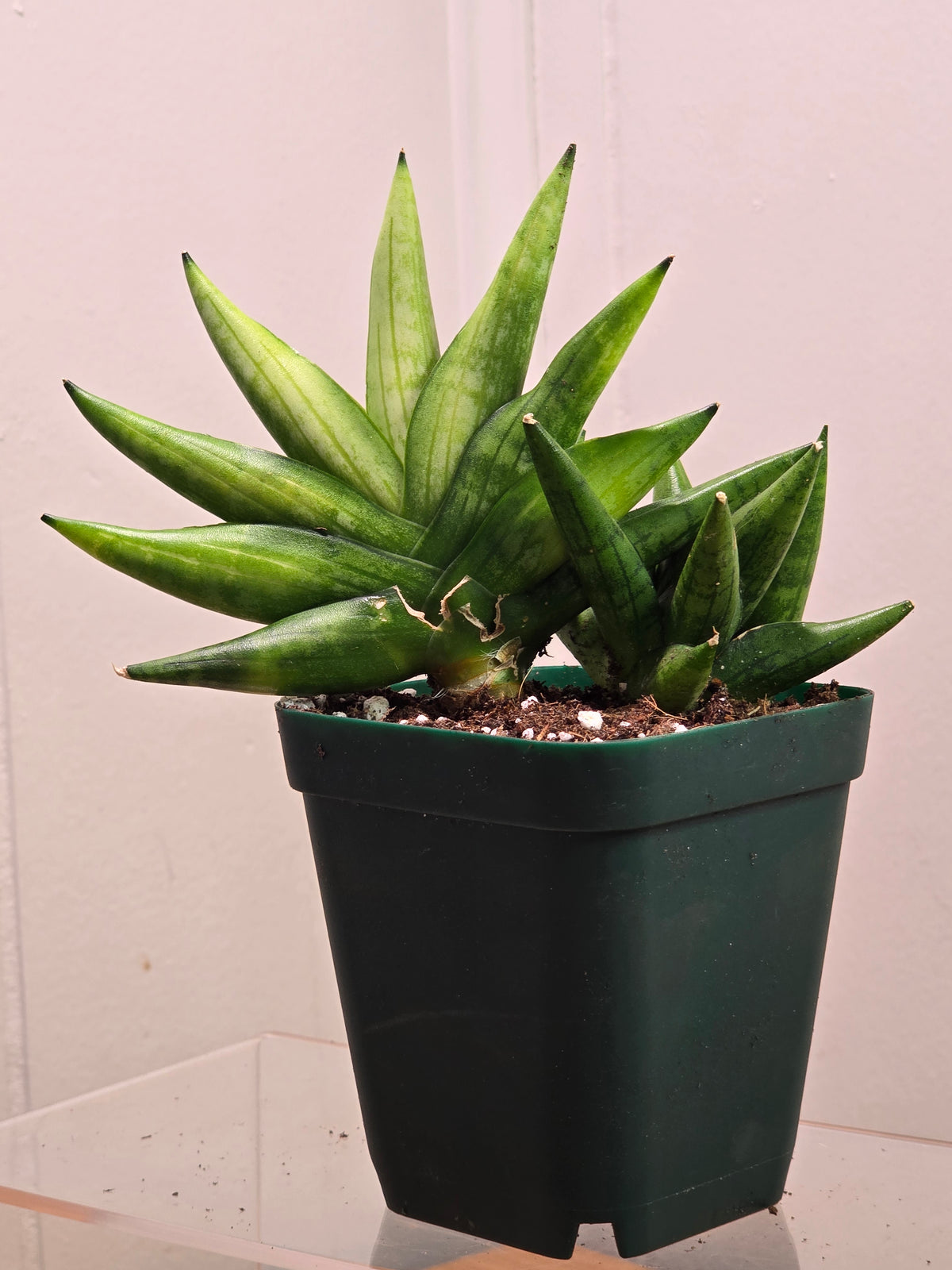 Sansevieria Boncel Swirl RARE 4 Inch Pot Growth Clumps