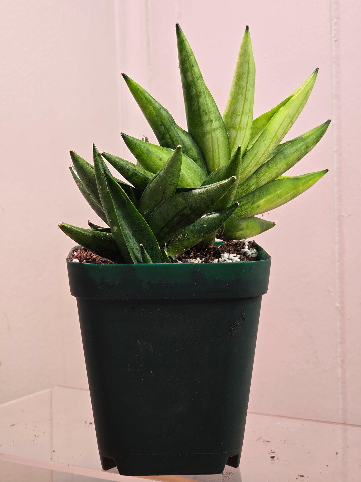 Sansevieria Boncel Swirl RARE 4 Inch Pot Growth Clumps