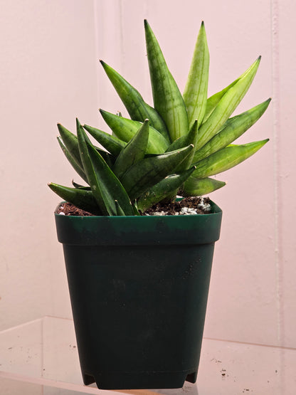 Sansevieria Boncel Swirl RARE 4 Inch Pot Growth Clumps