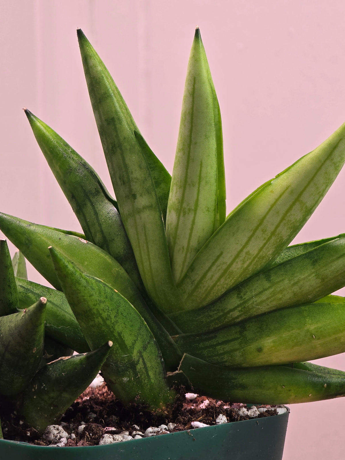 Sansevieria Boncel Swirl RARE 4 Inch Pot Growth Clumps