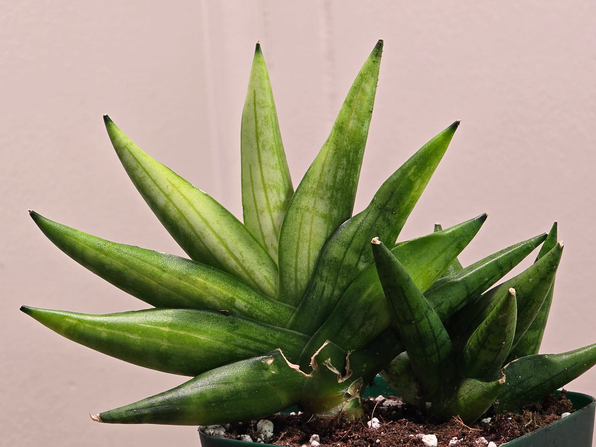 Sansevieria Boncel Swirl RARE 4 Inch Pot Growth Clumps