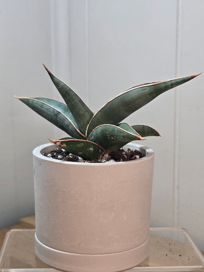 Sansevieria Pinguicula RARE Short Leaf 'Walking Plant' in 3.5" Kanso Designs Pot