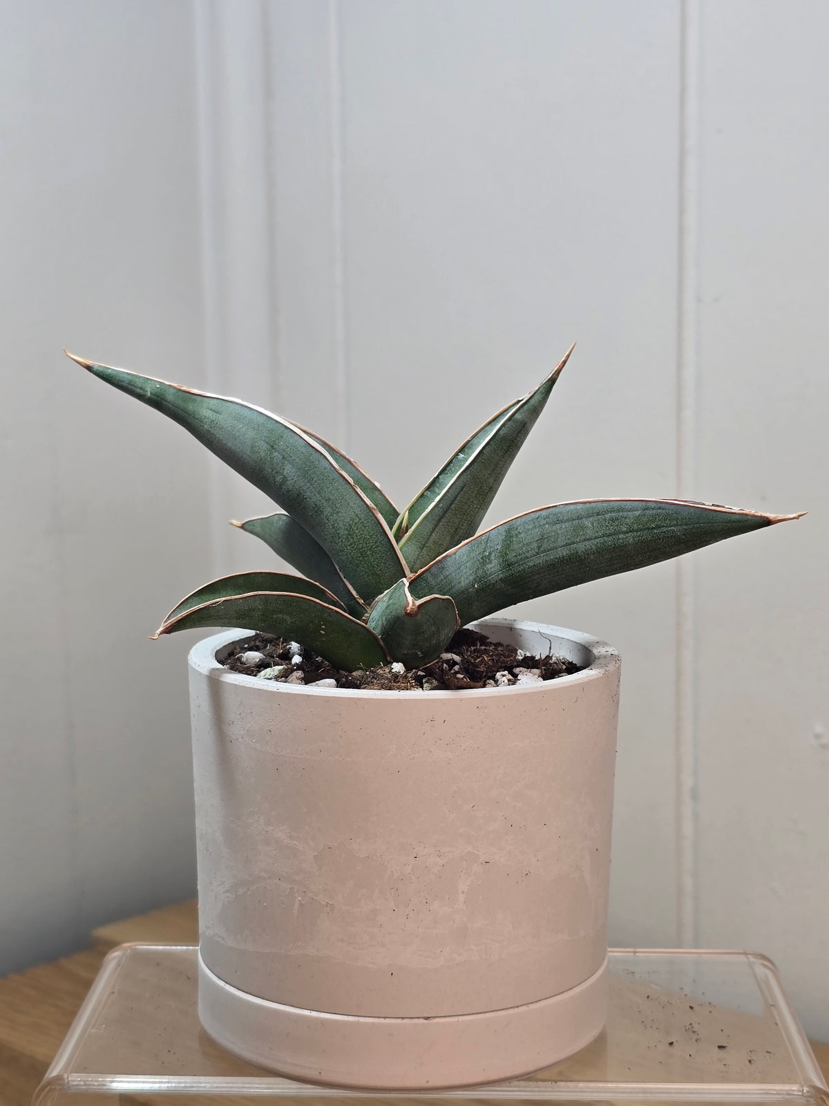 Sansevieria Pinguicula RARE Short Leaf 'Walking Plant' in 3.5" Kanso Designs Pot